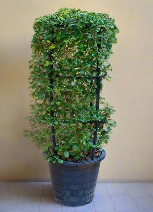 Ehretia 4 stick &#8220;Ehretia Microphylla&#8221; 60-80cm