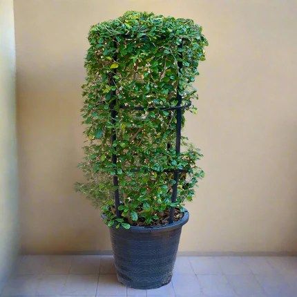 Ehretia 4 stick &#8220;Ehretia Microphylla&#8221; 60-80cm