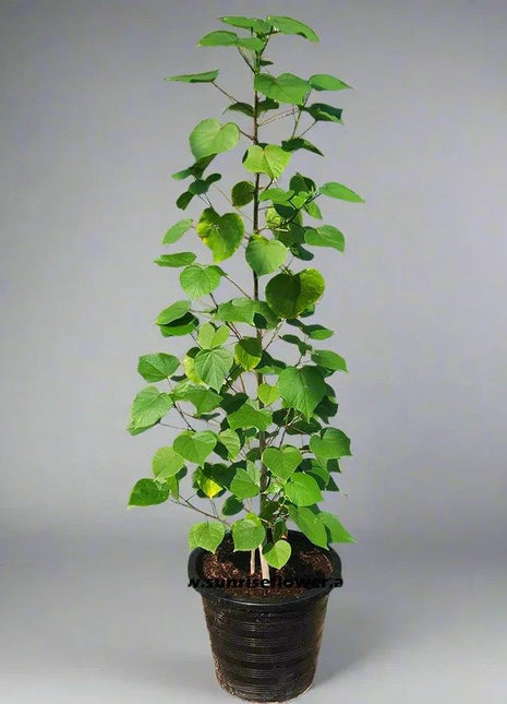 Hibiscus Tiliaceus &#8220;Beach Hibiscus&#8221;