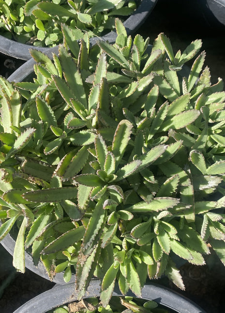 Kalanchoe Houghtonii | Mother of Thousands&#8221; or &#8220;Devil&#8217;s Backbone,&#8221;