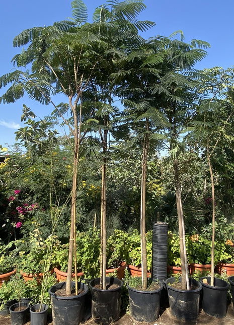 Delonix Regia, Flame Tree or Royal Poinciana