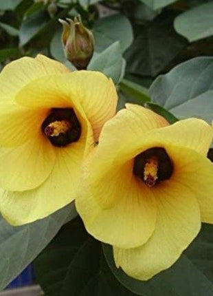 Vitis vinifera Or Pakistani Grapes Plant الشجرالعنب فاين