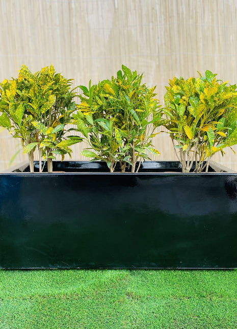 Croton Banana Trio in Rectangular Fiber Glass Planter (70x30x30cm)