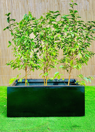 Ficus Banjamina Starlight  Trio in Rectangular Fiber Glass Planter (GRP) (70x30x30cm)