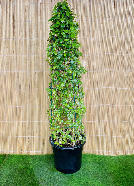 Ehretia Cone Shape &#8220;Ehretia Microphylla&#8221;