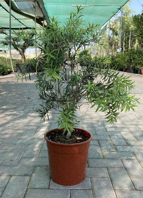 Callistemon viminalis &#8220;Bottle Brush Mini Red