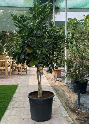 Citrus Tree &#8220;Orange Sinensis Naranjo Spain&#8221; 1.4-1.6 m