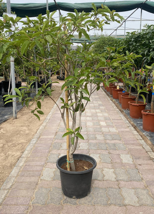 Chickoo Kalapati 1.0 – 1.2m