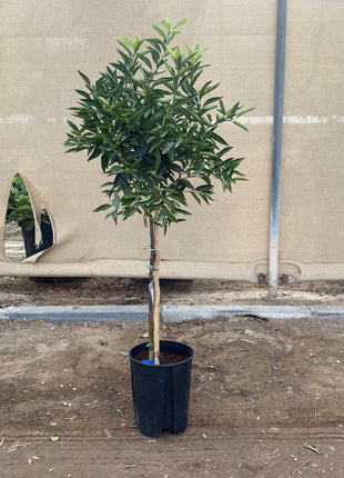 Citrus reticulata Mandarino 1.5-2.0m