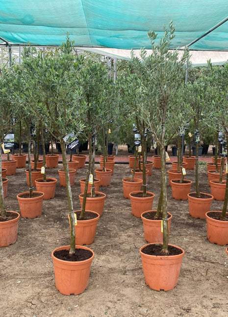 Olive Tree Shape | Olea Europea 1.8-2.0m / 30-40mm 18 Ltr  |  شجرة زيتون
