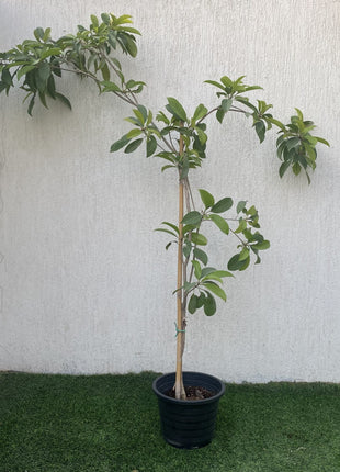 Chickoo Ball 1.0 &#8211; 1.2m