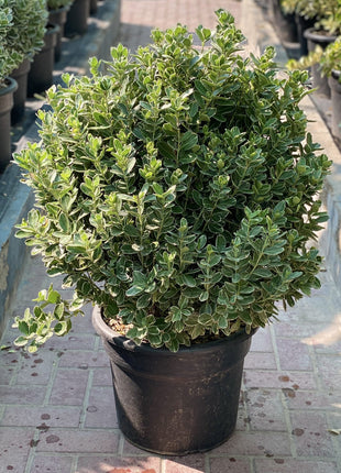 Green Rocket &#8220;Euonymus Japonica Albomarginatus&#8221; 0.6-0.8m