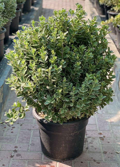 Green Rocket &#8220;Euonymus Japonica Albomarginatus&#8221; 0.6-0.8m