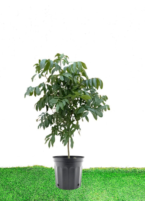 Longan Fruit 1.2-1.5m