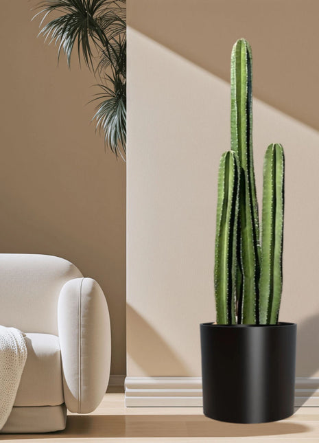 Cactus San Pedro in Fiber Glass Pot (GRP)