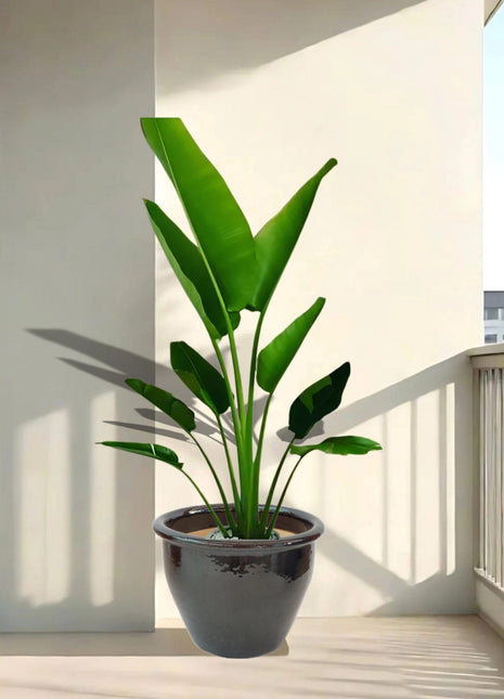 Ravenala Madagascariensis “Traveller’s Palm” in Rolled Rim Pot 1.0 &#8211; 1.3m