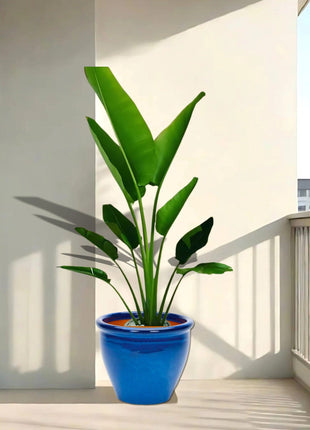 Ravenala Madagascariensis “Traveller’s Palm” in Rolled Rim Pot 1.0 &#8211; 1.3m