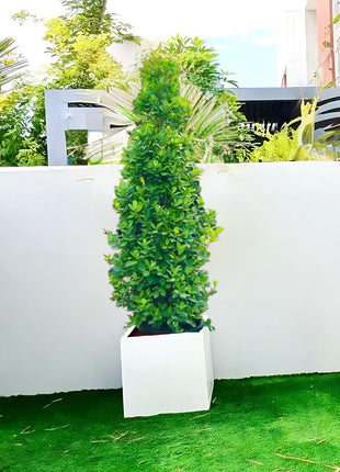 Ficus diversifolia “Cone Shape” in Grp Square Pot