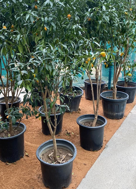 Fortunella margarita Tree &#8220;Kumquat&#8221; 1.5-1.8m