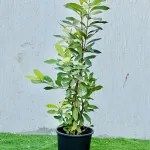 Syzygium Cumini Tree, black-plum “jamun-jambolan” شجرة جامون
