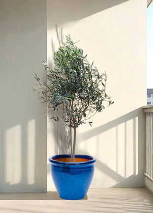 Olea europea or Olive Tree "1.0m-2.2m" شجرة زيتون