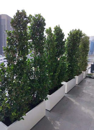 Ficus Cone 1.8- 2m in Fiber Glass Pot (GRP) (100x40x40)