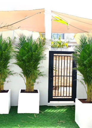Areca Palm in Grp Square Pot 1.5-2.0m (outdoor)