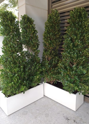 Ficus Cone 1.8- 2m in Fiber Glass Pot (GRP) (100x40x40)