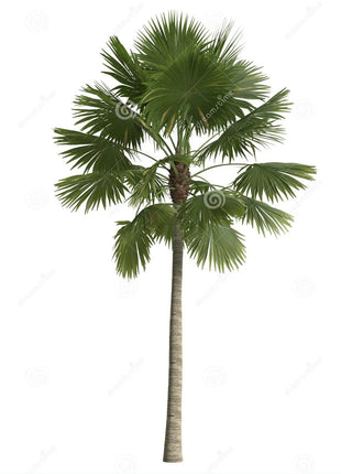 Saribus Rotundifolius Palm