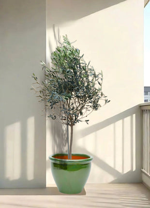 Olea europea or Olive Tree "1.0m-2.2m" شجرة زيتون