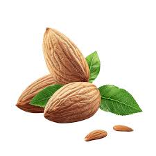 Almond Tree (Almendro) 1.2-1.5m