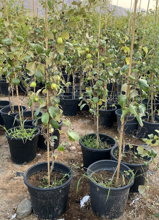 Ziziphus Jujuba Thai Or Jujube Tree 1.5-2.0m شجرة عناب