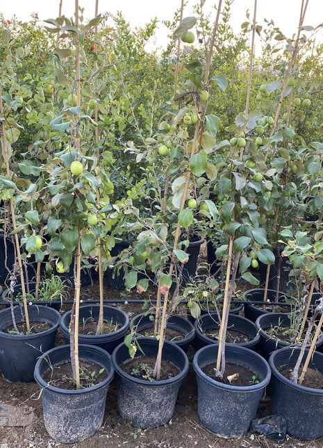 Ziziphus Jujuba Thai Or Jujube Tree 1.5-2.0m شجرة عناب