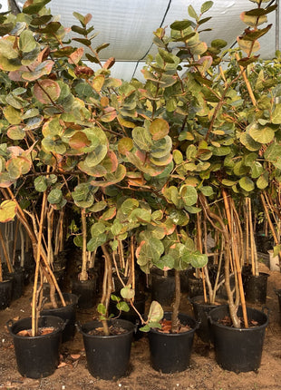 Coccoloba Uvifera or Sea Grape