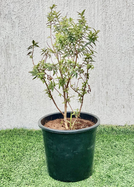 Minature Guava 40 &#8211; 60 Height