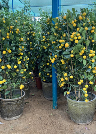 Citrus mitis or Chinese Oranges Tree"1.3m-1.5m" البرتقال الصيني