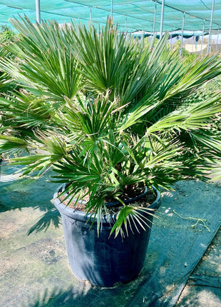 Chamaerops humilis