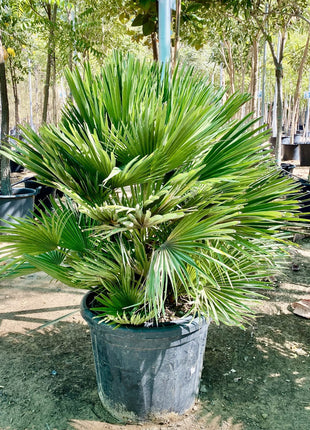 Chamaerops humilis