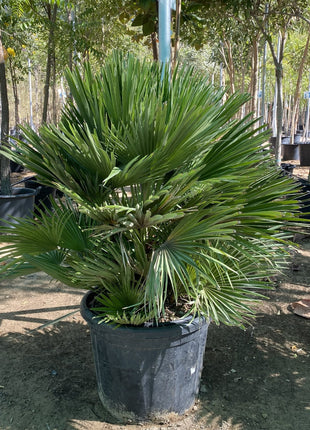Chamaerops humilis