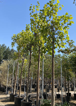 Ficus Religiosa 90-100 MM Trunk 3.5 to 4.0m