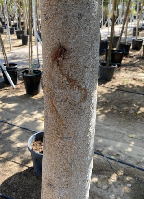 Ficus Religiosa 90-100 MM Trunk 3.5 to 4.0m