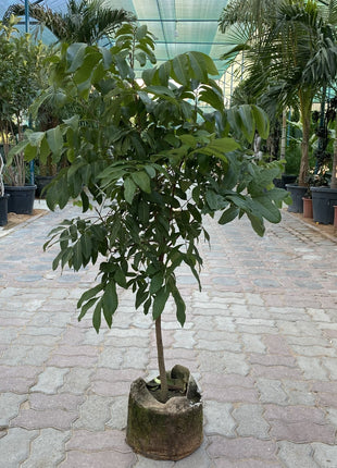 Longan Fruit 1.2-1.5m