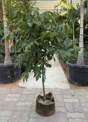 Longan Fruit 1.2-1.5m