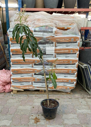 Mango Thai Red 1.5-2.0m