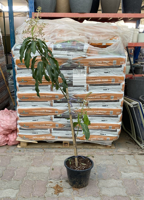 Mango Thai Red 1.5-2.0m