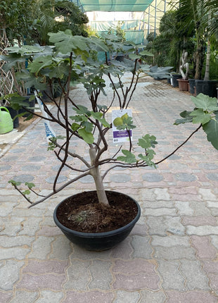 Fig Tree Middle eastern 1.0-1.2m