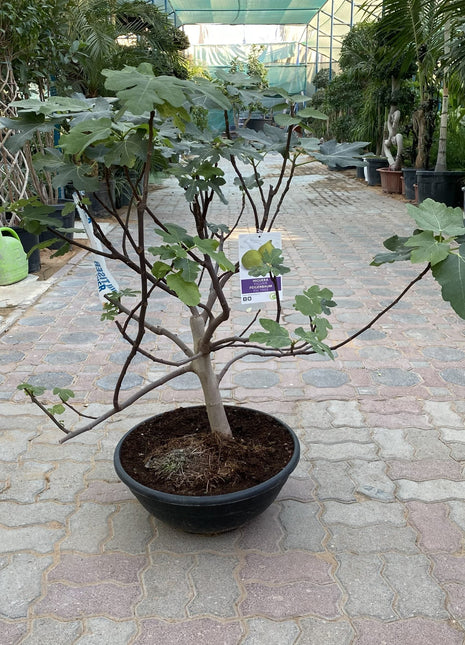 Fig Tree Middle eastern 1.0-1.2m