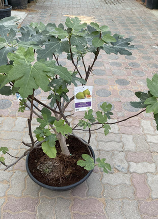 Fig Tree Middle eastern 1.0-1.2m