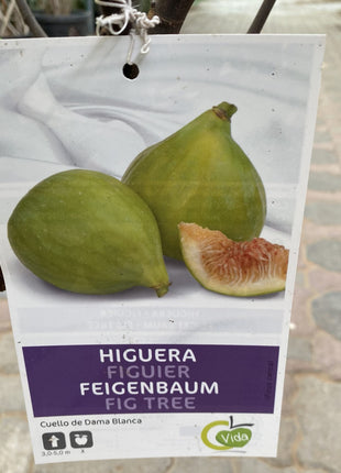 Fig Tree Middle eastern 1.0-1.2m