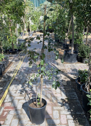 Ziziphus Jujuba Paki 1.5 – 2.0m